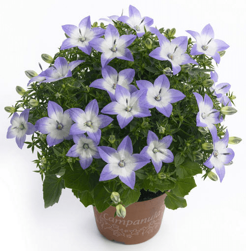 star-of-bethlehem-campanula