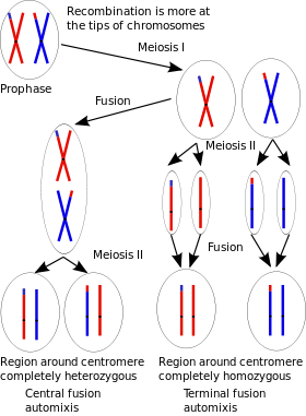 280px-Central_fusion_and_terminal_fusion_automixis.svg