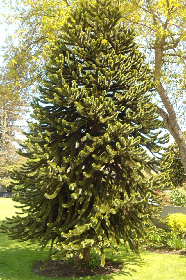 monkey-puzzle