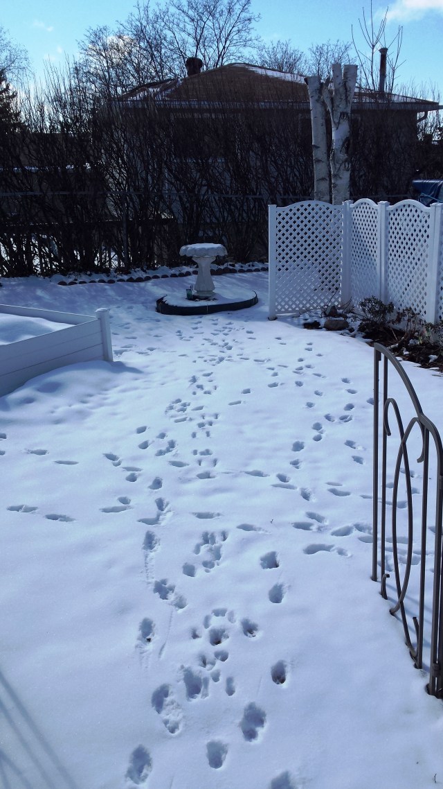 Dog prints in the snow