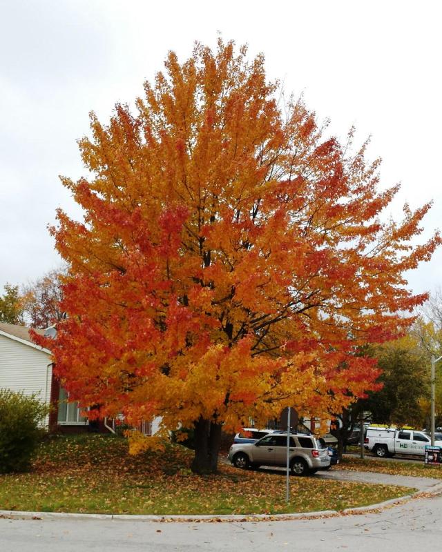 flaming-maple