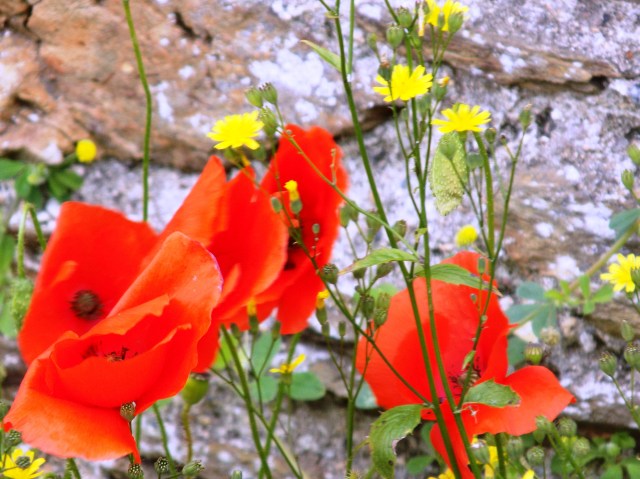 Poppies