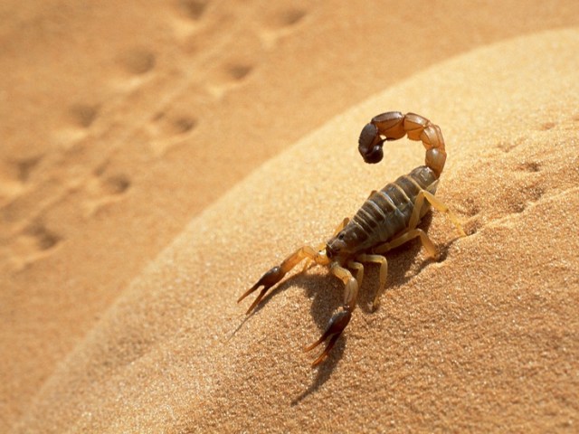 Algeria, Sahara, desert, scorpion --- Image by © Frans Lemmens/Corbis