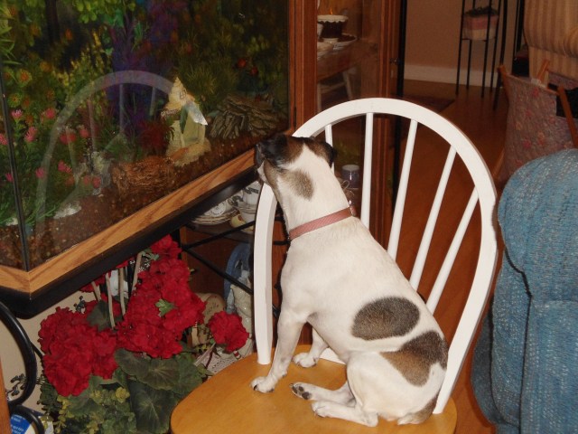 Cloe watching the fish