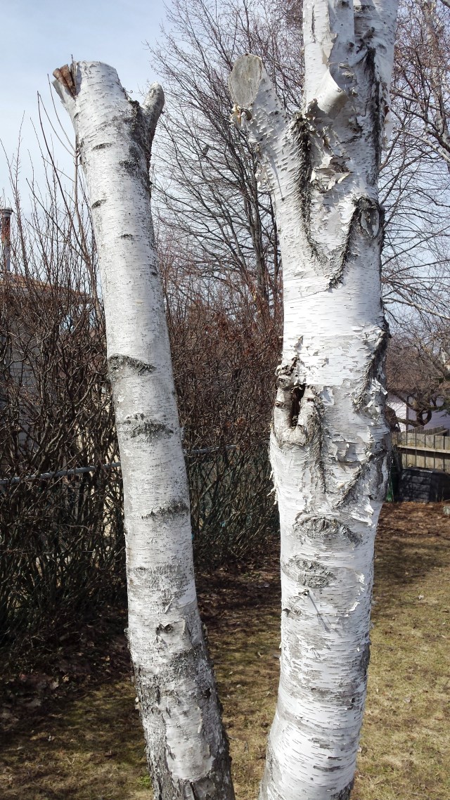 Silver Birch II