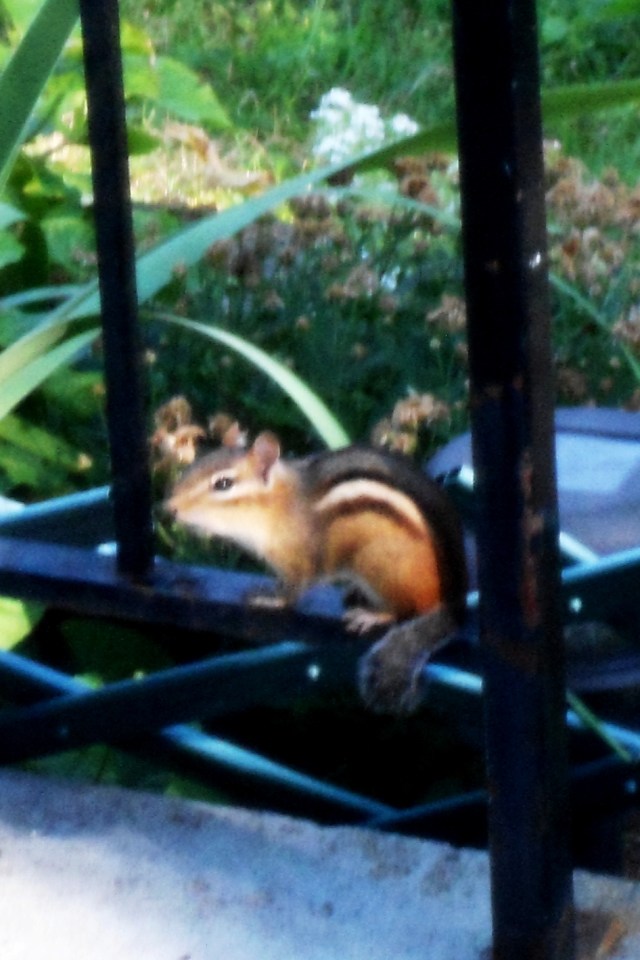 Chipmunk
