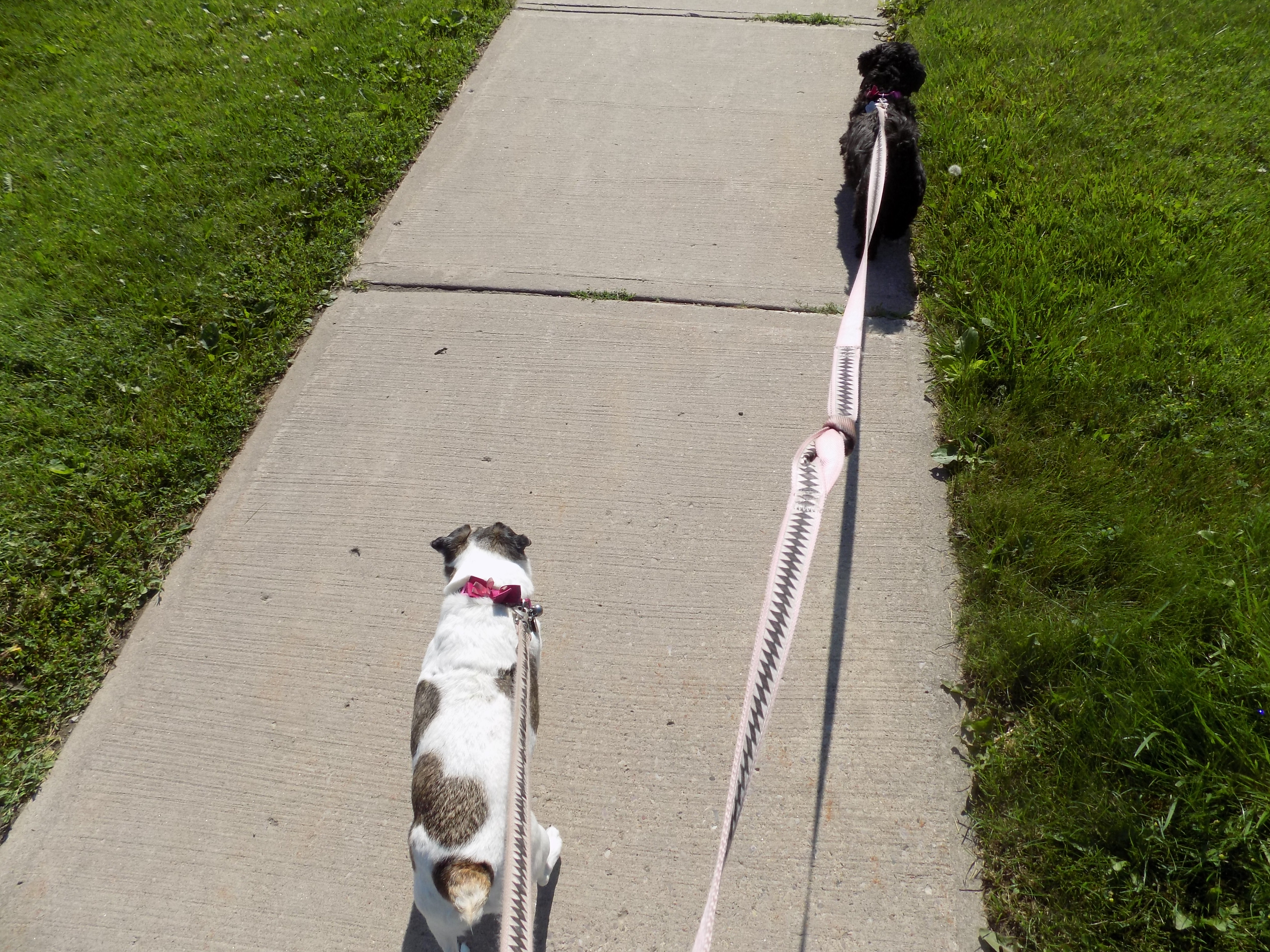 Dogs Walk 002