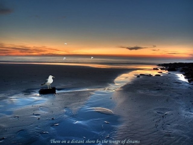 jonathan-livingston-seagull-5-728