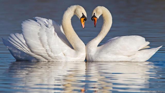 MUTE SWANS FORMING A HEART SHAPE WITH THEIR NECKS DURING COURTSHIP