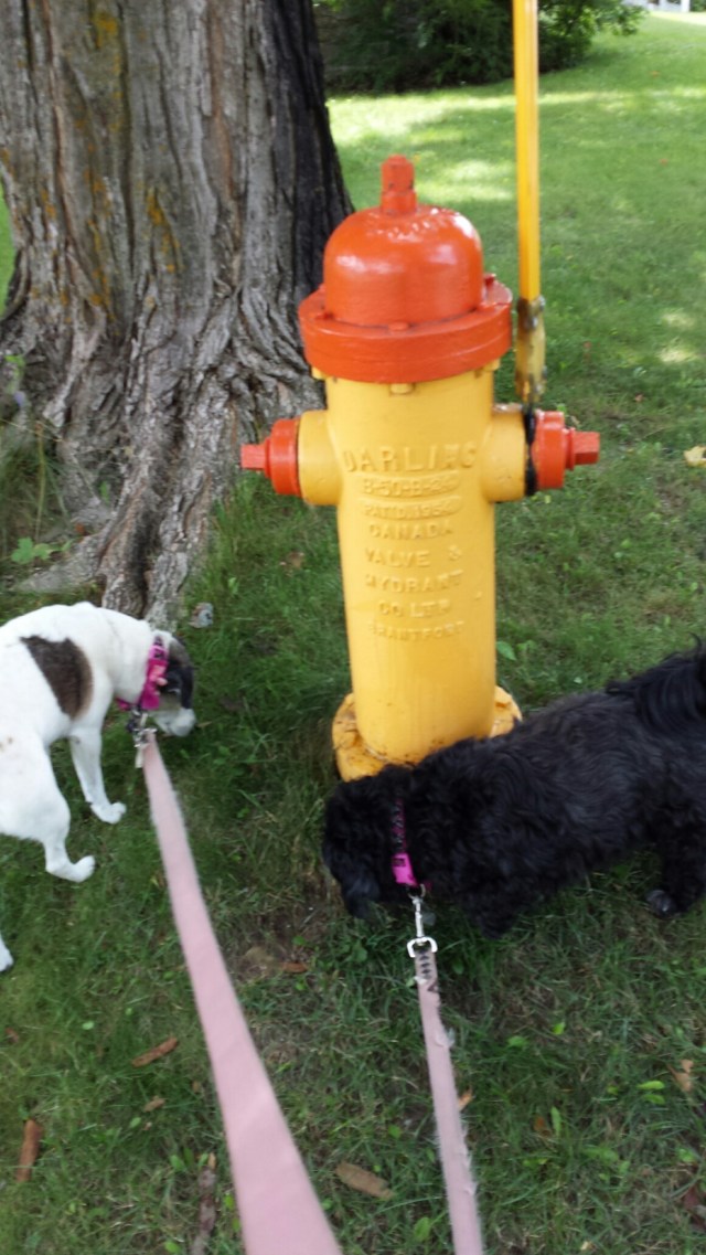 Fire Hydrant 1