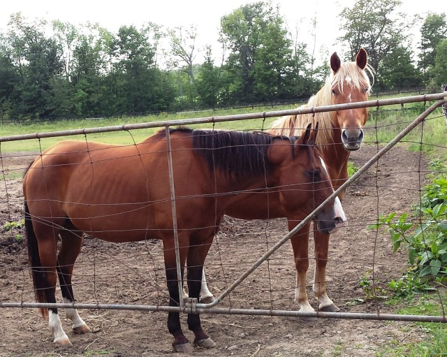 Rescued Horses