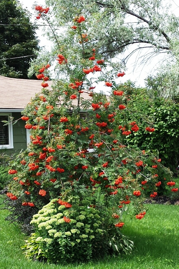 Young Mountain Ash