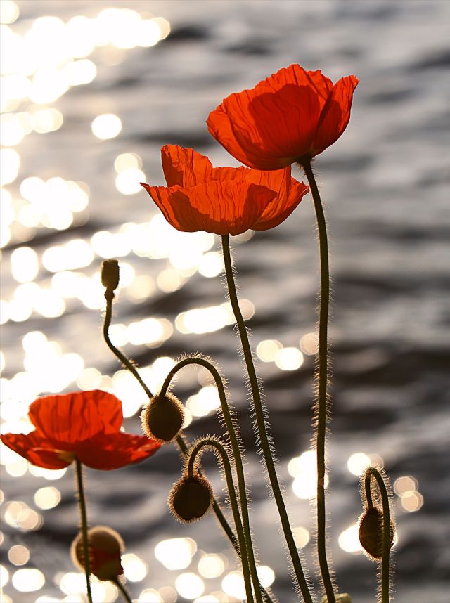 1200px-Poppies_in_the_Sunset_on_Lake_Geneva