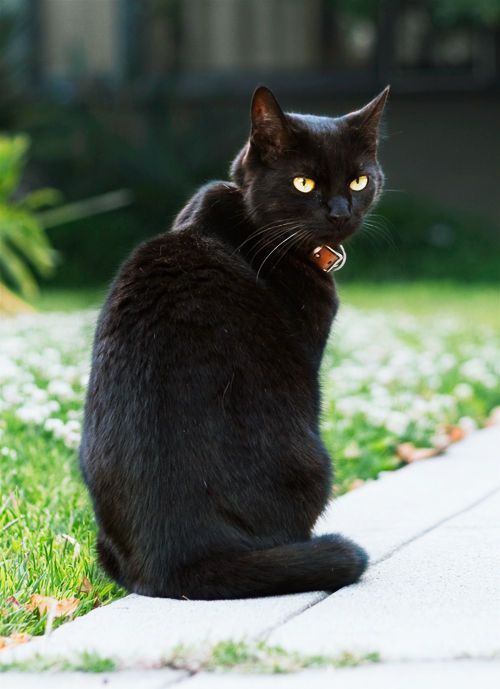 pretty-cats-i-love-cats