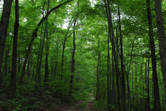 Forest trail