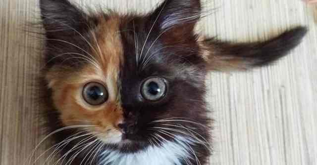 yana-two-faced-cat-thumbnail