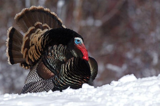 a-cold-turkey