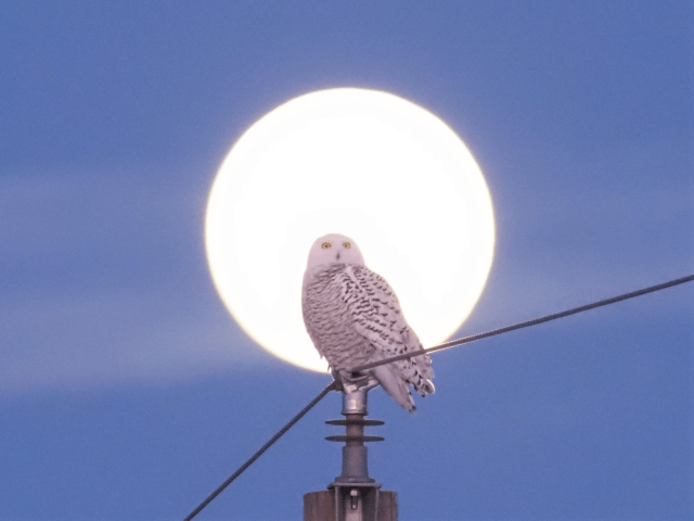 84904872_1501967339968966_4582366660404445184_o